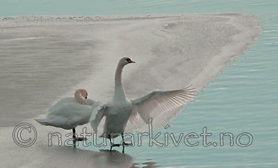 BB 05 0014 / Cygnus olor / Knoppsvane